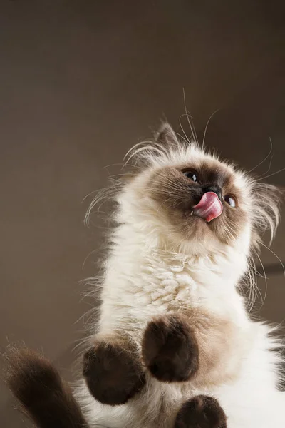 Pequeño Gatito Beige Marrón Mullido Ragdoll Sentado Vaso Lamiendo Boca —  Fotos de Stock