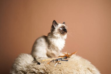 Bej renkli küçük bir oyuncak bebek kedi. Kahverengi arka planda tüylü koyun derisi bir halı.