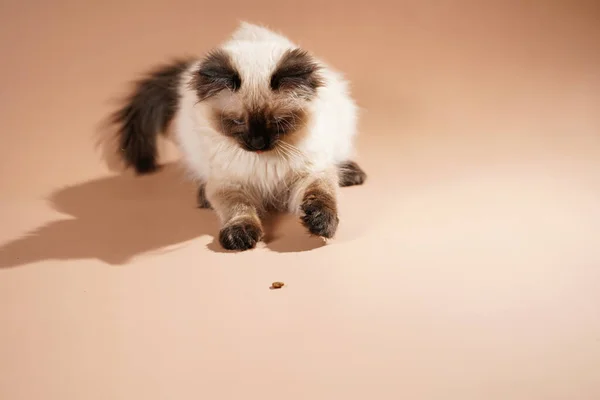Ένα Μικρό Μπεζ Χρώμα Ragdoll Μωρό Γατάκι Γάτα Παίζει Μια — Φωτογραφία Αρχείου