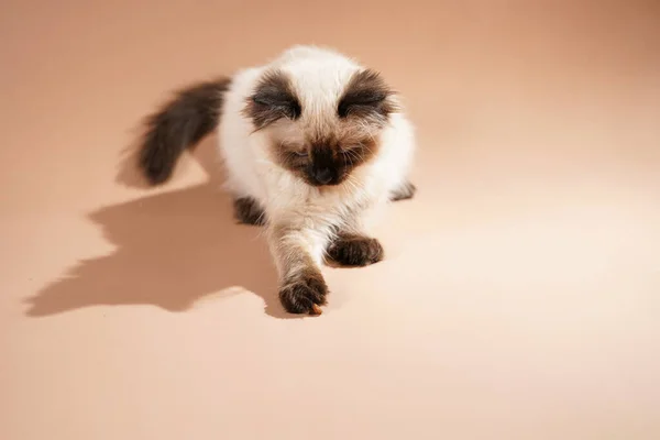 Bej Renkli Küçük Bir Oyuncak Bebek Kedi Bej Renkli Bir — Stok fotoğraf