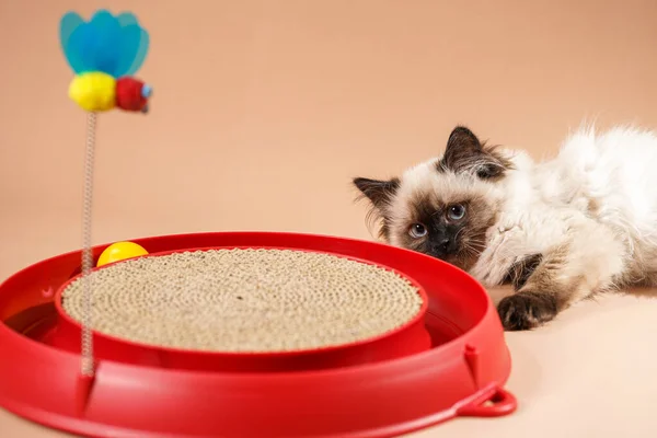 Ένα Μικρό Μπεζ Χρώμα Ragdoll Μωρό Γατάκι Γάτα Παίζει Ένα — Φωτογραφία Αρχείου