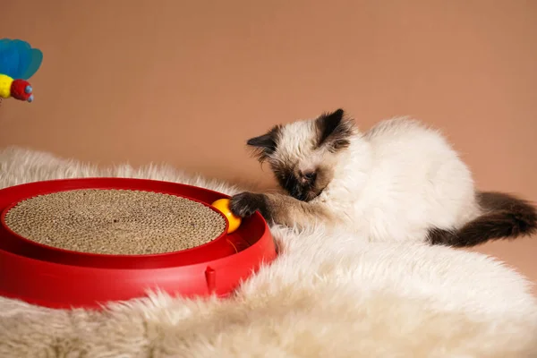 Ένα Μικρό Μπεζ Χρώμα Ragdoll Μωρό Γατάκι Γάτα Παίζει Ένα — Φωτογραφία Αρχείου