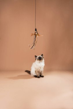 Bej renkli küçük bir oyuncak bebek kedi yavrusu. Şeftali rengi, pürüzsüz bir arka planda oyuncak ve yemekle oynuyor.