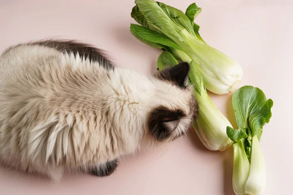 Kíváncsi Bézs Színű Rongybaba Macska Szaglás Kínai Káposzta Pak Choi — Stock Fotó