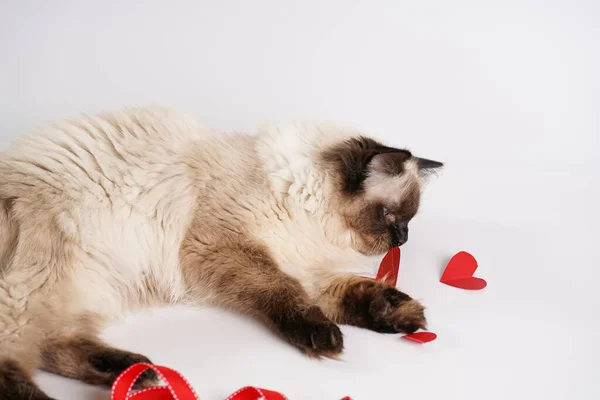 Zvědavý Béžové Barevné Ragdoll Kočka Hraje Bílém Povrchu Valentýna Dekorace — Stock fotografie