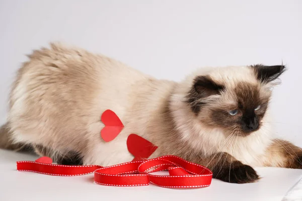 Zvědavý Béžové Barvy Ragdoll Kočka Bílém Povrchu Valentýna Dekorace Červené — Stock fotografie