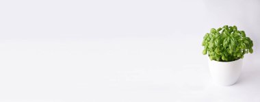 Taze yeşil bolluk Genovese fesleğen otu. Beyaz arka planda, tencerede yetişiyor.