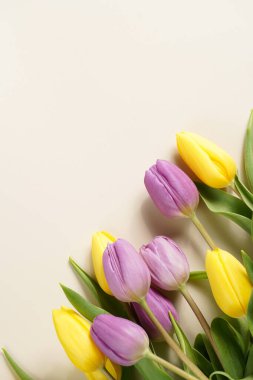 Bir grup sarı ve mor lale bej renkli arka planda, metin için alanı kopyala