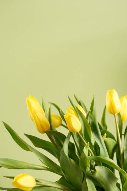 Pastel yeşil arka planda bir grup sarı lale, metin için boşluğu kopyala