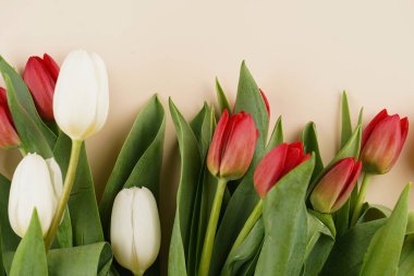 Bej renkli arkaplanda bir grup kırmızı ve beyaz lale, metin için alanı kopyala