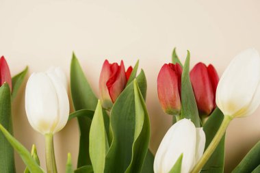 Bej renkli arkaplanda bir grup kırmızı ve beyaz lale, metin için alanı kopyala