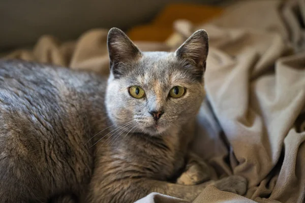 Adult European Short Hair Cat Blue Tortie Couch Blankets Looking — Stock Photo, Image