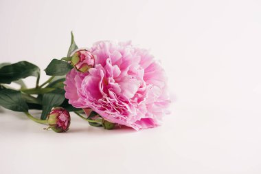 Beyaz arkaplanda bir pembe şakayık, eski renk düzeltmesi, metin için boşluk