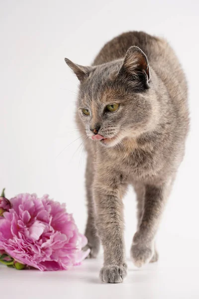 Dorosły Europejski Krótkie Włosy Kot Niebieski Tortie Białym Tle Różowy — Zdjęcie stockowe