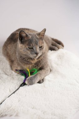 Yetişkin Avrupalı kısa saçlı kedi mavi tortie beyaz sahte bir kürk halıya uzanmış oyuncağıyla yan tarafa bakıyor.