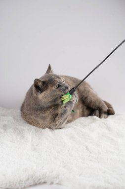 Yetişkin Avrupalı kısa saçlı kedi mavi tortie beyaz sahte bir kürk halısı üzerinde uzanmış aktif olarak tüyleriyle oynuyor.