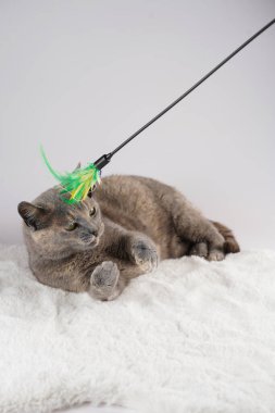 Yetişkin Avrupalı kısa saçlı kedi mavi tortie beyaz sahte bir kürk halısı üzerinde uzanmış aktif olarak tüyleriyle oynuyor.