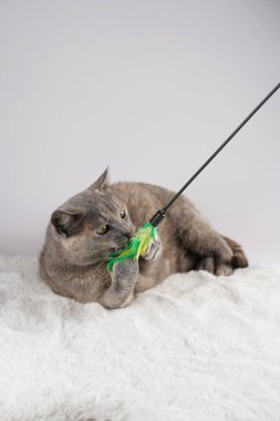 Yetişkin Avrupalı kısa saçlı kedi mavi tortie beyaz sahte bir kürk halısı üzerinde uzanmış aktif olarak tüyleriyle oynuyor.