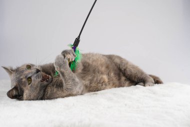 Yetişkin Avrupalı kısa saçlı kedi mavi tortie beyaz sahte bir kürk halısı üzerinde uzanmış aktif olarak tüyleriyle oynuyor.