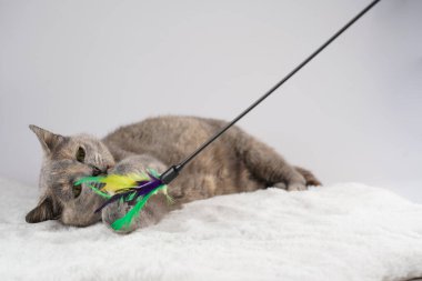 Yetişkin Avrupalı kısa saçlı kedi mavi tortie beyaz sahte bir kürk halısı üzerinde uzanmış aktif olarak tüyleriyle oynuyor.