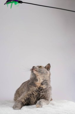 Yetişkin Avrupalı kısa saçlı kedi mavi tortie beyaz sahte bir kürk halısı üzerinde uzanmış aktif olarak tüyleriyle oynuyor.