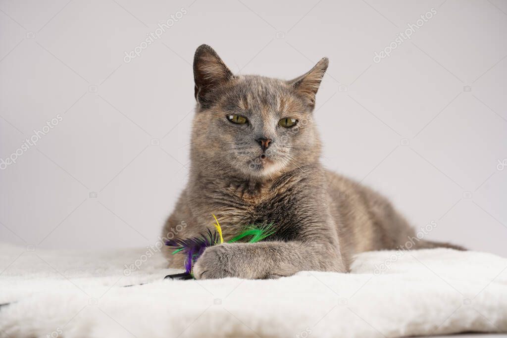 Adult european short hair cat blue tortie laying on a white faux fur rug with its toy and looking to the side