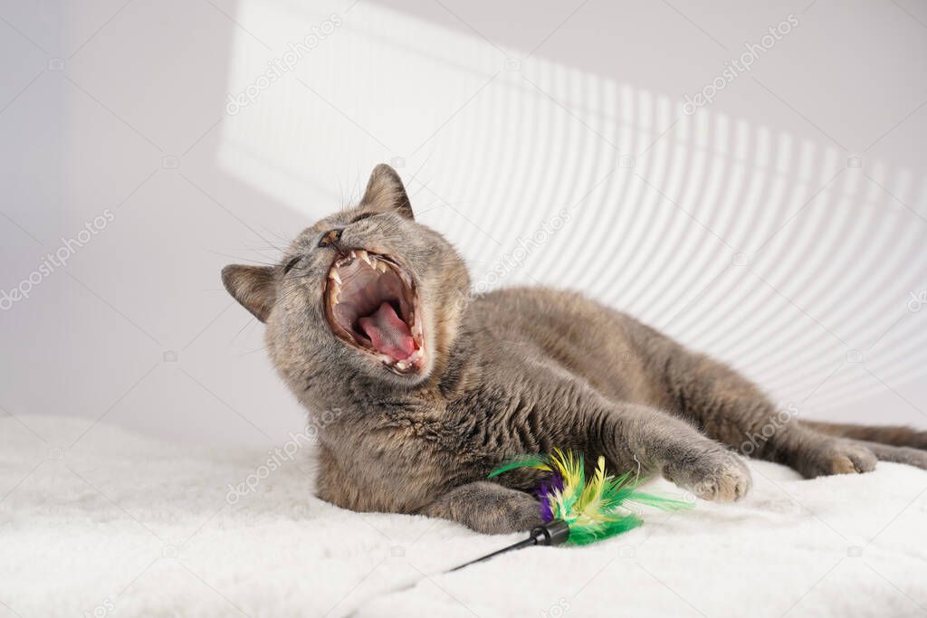 Adult european short hair cat blue tortie laying on a white faux fur rug with its toy and yawning with mouth wide open
