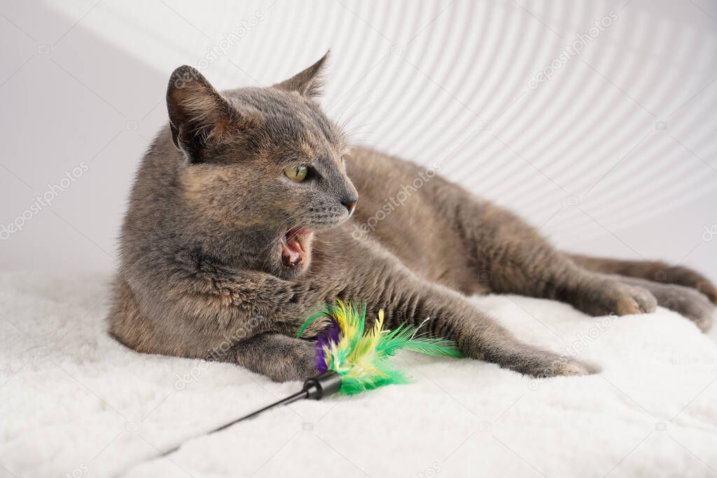 Adult european short hair cat blue tortie laying on a white faux fur rug with its toy and looking to the side, yawn mouth wide open