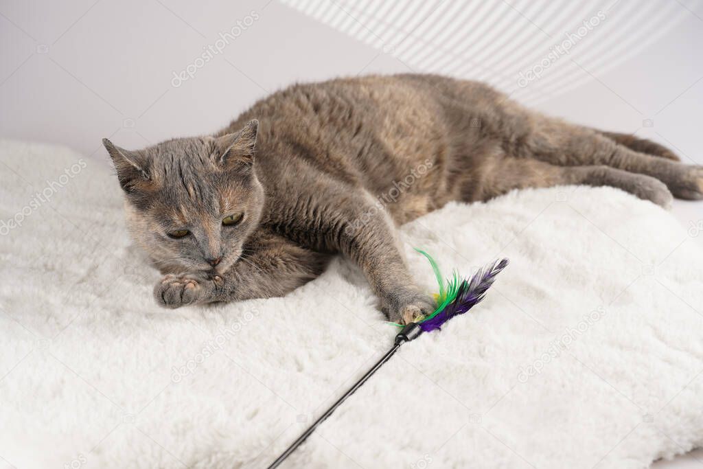 Adult european short hair cat blue tortie laying on a white faux fur rug with its toy and grooming itself