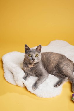 Yetişkin Avrupalı kısa saçlı kedi mavi ördek beyaz sahte bir kürk halıya uzanıyor ve sarı pürüzsüz arka plandaki kameraya bakıyor.