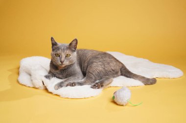 Yetişkin Avrupalı kısa saçlı kedi mavi ördek beyaz bir kürk halıya serilmiş ve sarı pürüzsüz arka planda beyaz bir fare oyuncağı var.
