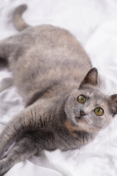 Adult European Short Hair Cat Blue Tortie Laying White Bed — Stockfoto