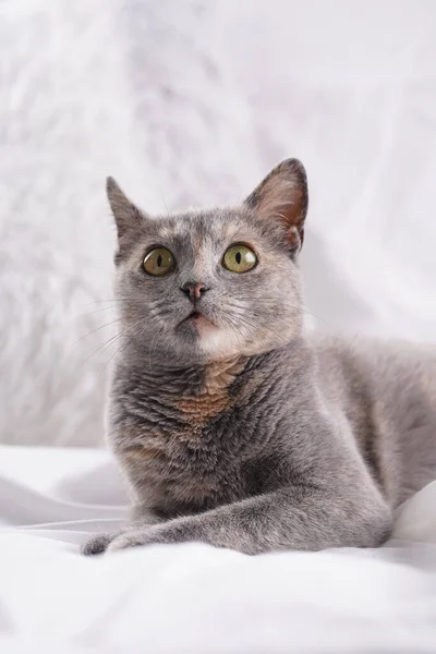Adult European Short Hair Cat Blue Tortie Laying White Bed — Foto Stock
