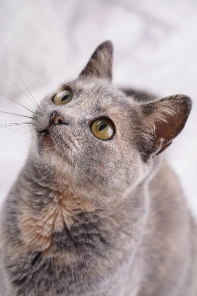 Adult European Short Hair Cat Blue Tortie Laying White Bed — ストック写真