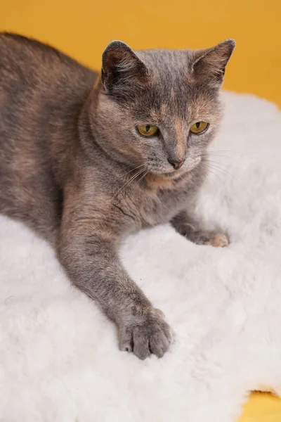 Adult European Short Hair Cat Blue Tortie Laying White Faux — Fotografia de Stock