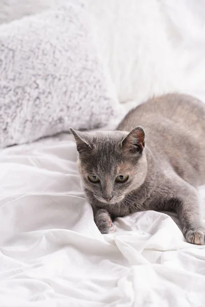 Adult European Short Hair Cat Blue Tortie Laying White Bed — Stockfoto