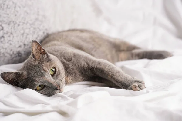 Adulto Europeo Pelo Corto Gato Azul Tortie Colocación Blanco Sábanas —  Fotos de Stock