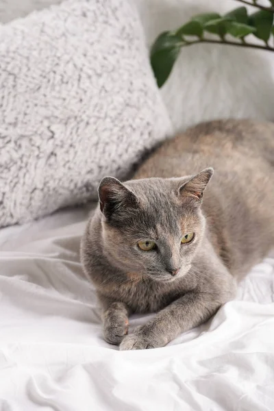Adult European Short Hair Cat Blue Tortie Laying White Bed — Fotografia de Stock