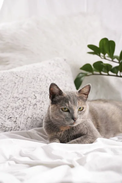 Adult European Short Hair Cat Blue Tortie Laying White Bed — Fotografia de Stock