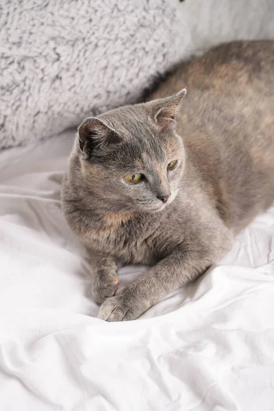 Dorosły Europejski Krótkie Włosy Kot Niebieski Tortie Układanie Białe Pościel — Zdjęcie stockowe