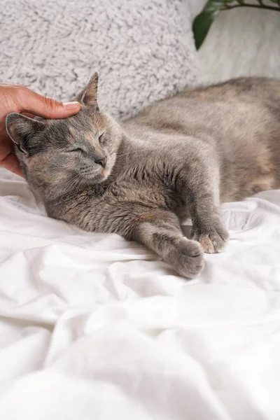 Felnőtt Európai Rövid Haj Macska Kék Tortie Szóló Fehér Ágynemű — Stock Fotó