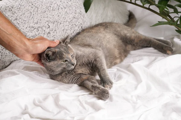 Adulto Europeu Cabelo Curto Gato Azul Tortie Que Coloca Uma — Fotografia de Stock