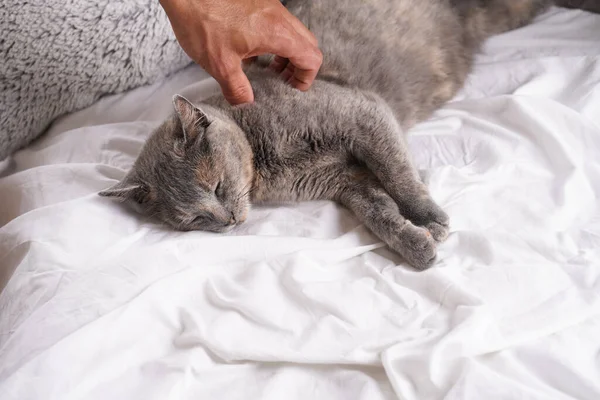 Adult European Short Hair Cat Blue Tortie Laying White Bed — Stok fotoğraf