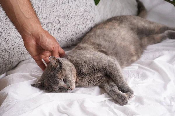 Adult European Short Hair Cat Blue Tortie Laying White Bed — Stockfoto