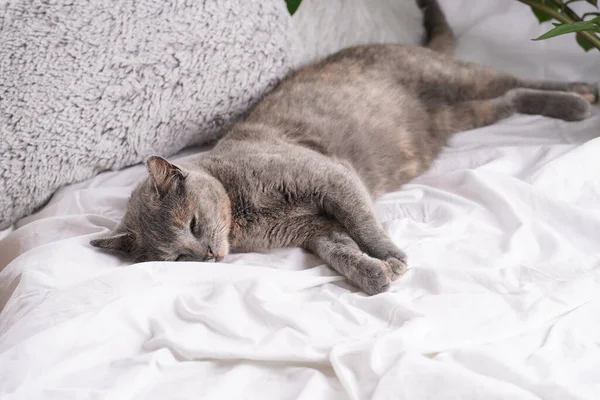 Erwachsene Europäische Kurzhaarkatze Blau Schildpatt Liegt Auf Einem Weißen Bettlaken — Stockfoto