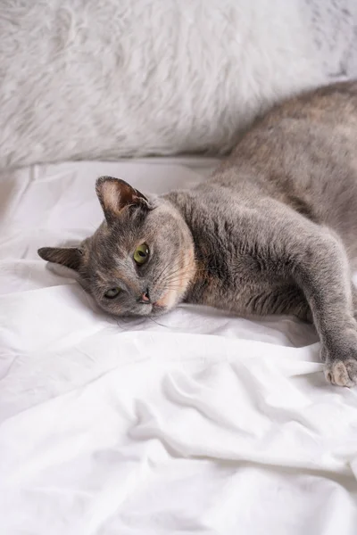 Felnőtt Európai Rövid Haj Macska Kék Tortie Feküdt Egy Fehér — Stock Fotó