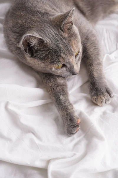 Yetişkin Avrupalı Kısa Saçlı Kedi Mavi Örtü Beyaz Bir Yatak — Stok fotoğraf