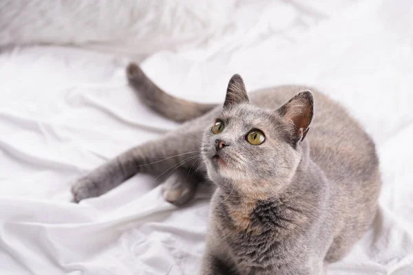 Ενηλίκων European Short Hair Cat Blue Tortie Ξαπλωμένη Λευκά Σεντόνια — Φωτογραφία Αρχείου