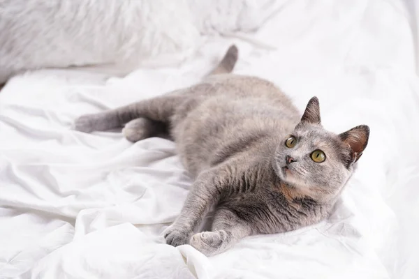 Adult European Short Hair Cat Blue Tortie Laying White Bed — Foto Stock