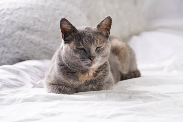 Adulto Europeu Cabelo Curto Gato Azul Tortie Que Coloca Uma — Fotografia de Stock